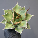 【ベアルート】アガベ 緑幽霊 EC1943