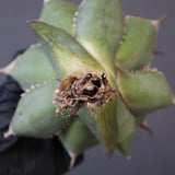 【ベアルート】アガベ 緑幽霊 EC1943