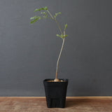 エレファントリザ・プラエテルミサ (実生) 5