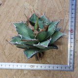 【ベアルート】アガベ 緑幽霊 EC1943