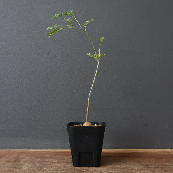 エレファントリザ・プラエテルミサ (実生) 5