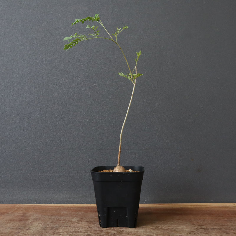 エレファントリザ・プラエテルミサ (実生) 5