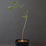 エレファントリザ・プラエテルミサ (実生) 5