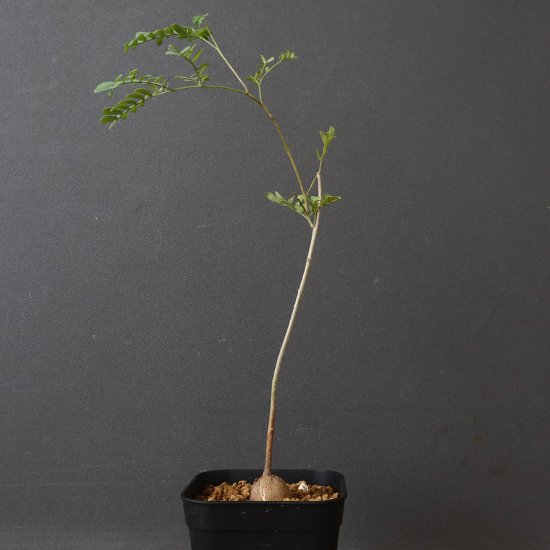 エレファントリザ・プラエテルミサ (実生) 5