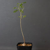 エレファントリザ・プラエテルミサ (実生) 5