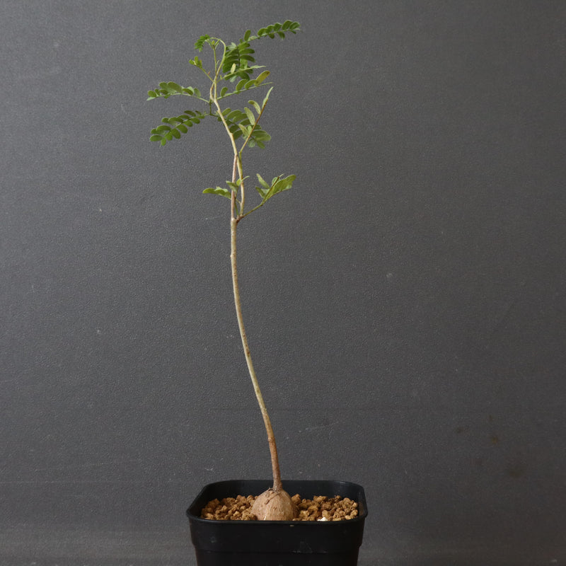 エレファントリザ・プラエテルミサ (実生) 5