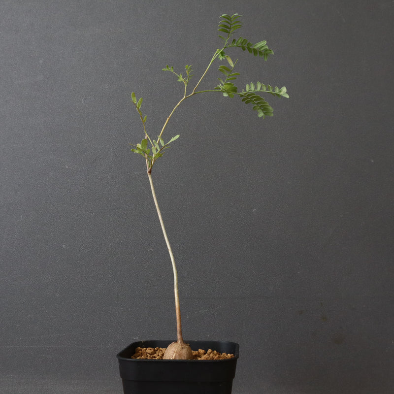 エレファントリザ・プラエテルミサ (実生) 5