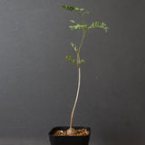 エレファントリザ・プラエテルミサ (実生) 5