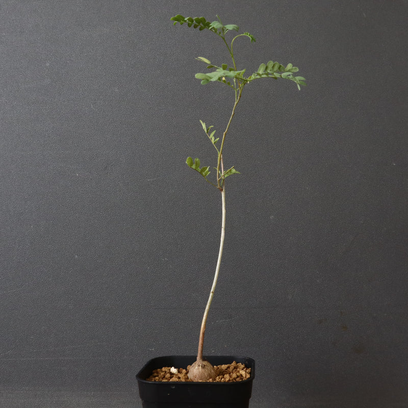 エレファントリザ・プラエテルミサ (実生) 5