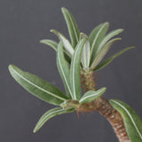 P.グラキリス 2207