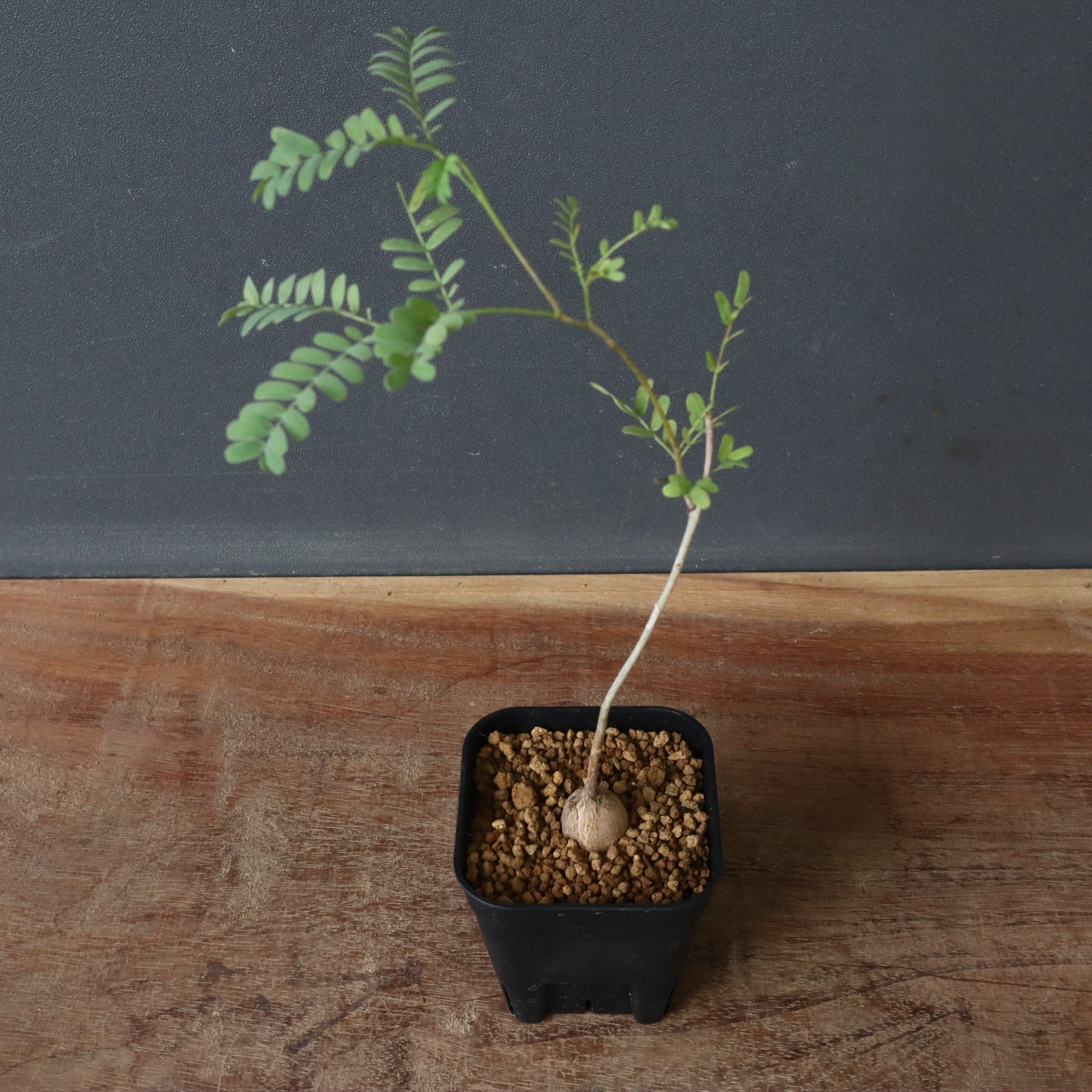 エレファントリザ　プラエテルミサ エレファントリザ・プラエテルミサ (実生) 5 – TaiShoDo ONLINE SHOP