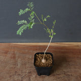 エレファントリザ・プラエテルミサ (実生) 5