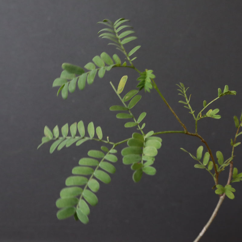 エレファントリザ・プラエテルミサ (実生) 5