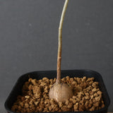 エレファントリザ・プラエテルミサ (実生) 5