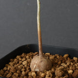 エレファントリザ・プラエテルミサ (実生) 5