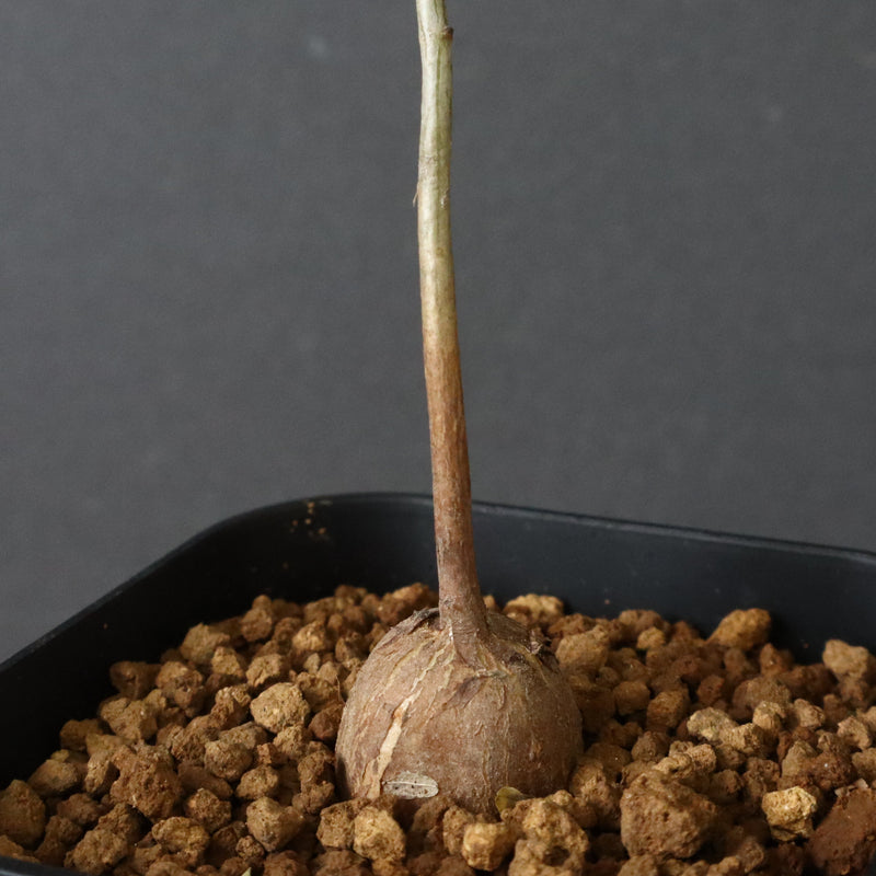 エレファントリザ・プラエテルミサ (実生) 5