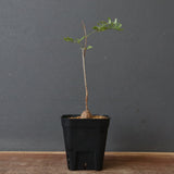 エレファントリザ・プラエテルミサ (実生) 6