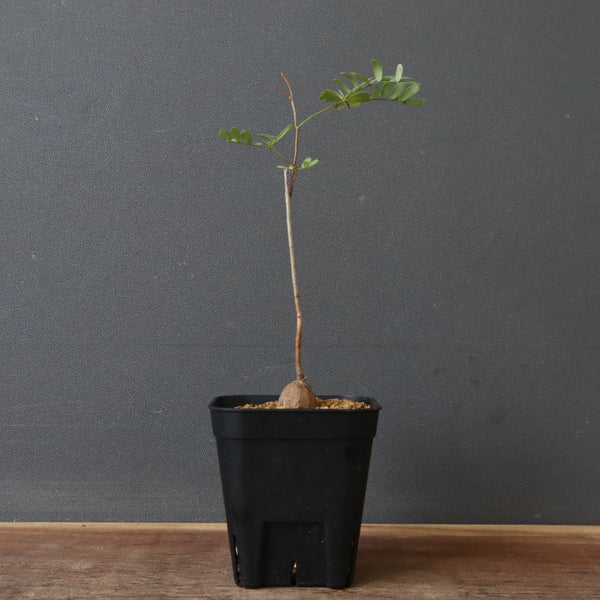 エレファントリザ・プラエテルミサ (実生) 6