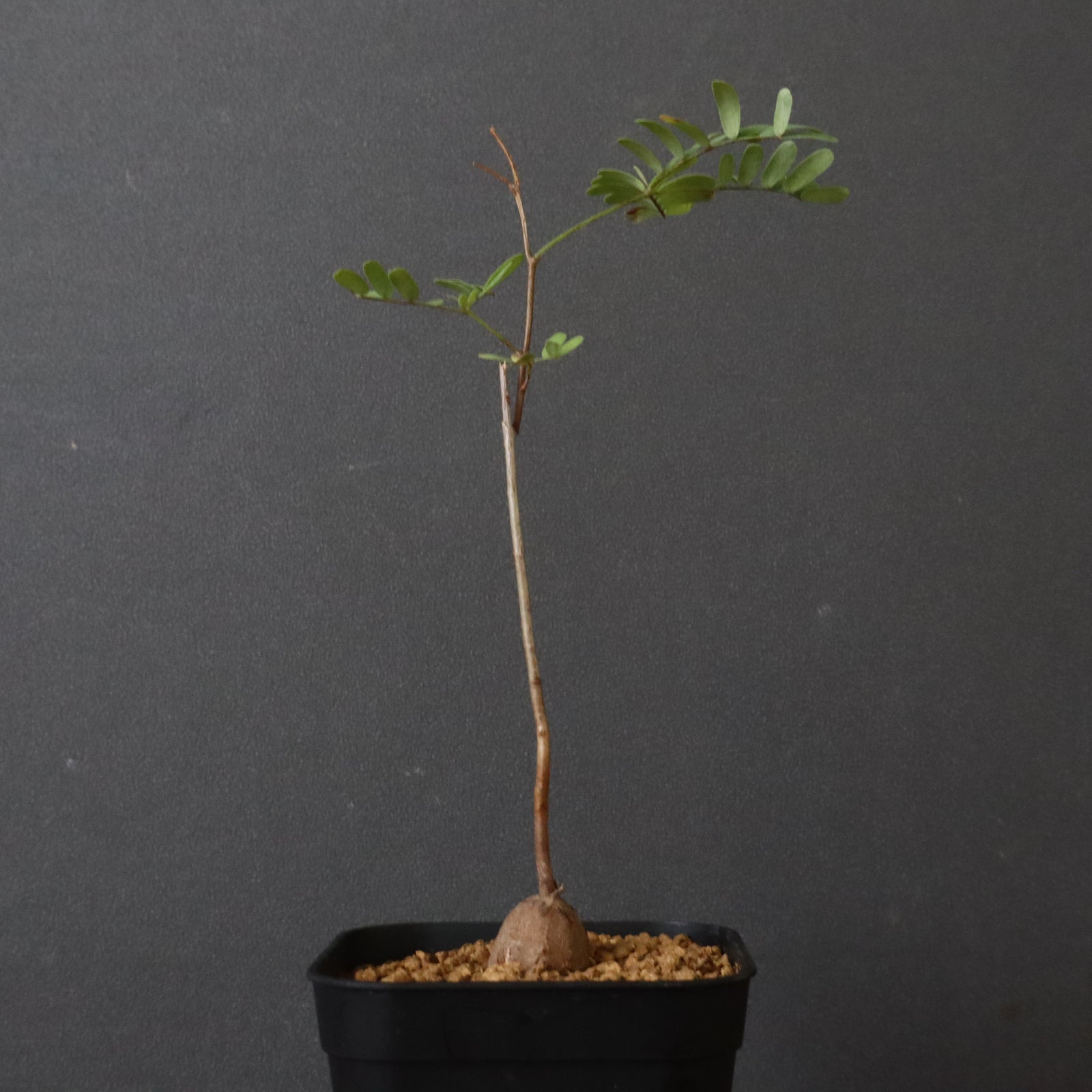 エレファントリザ・プラエテルミサ (実生) 6 – TaiShoDo ONLINE SHOP