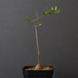 エレファントリザ・プラエテルミサ (実生) 6