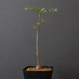 エレファントリザ・プラエテルミサ (実生) 6