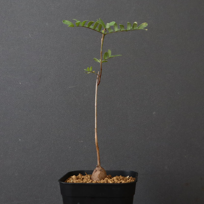 エレファントリザ・プラエテルミサ (実生) 6