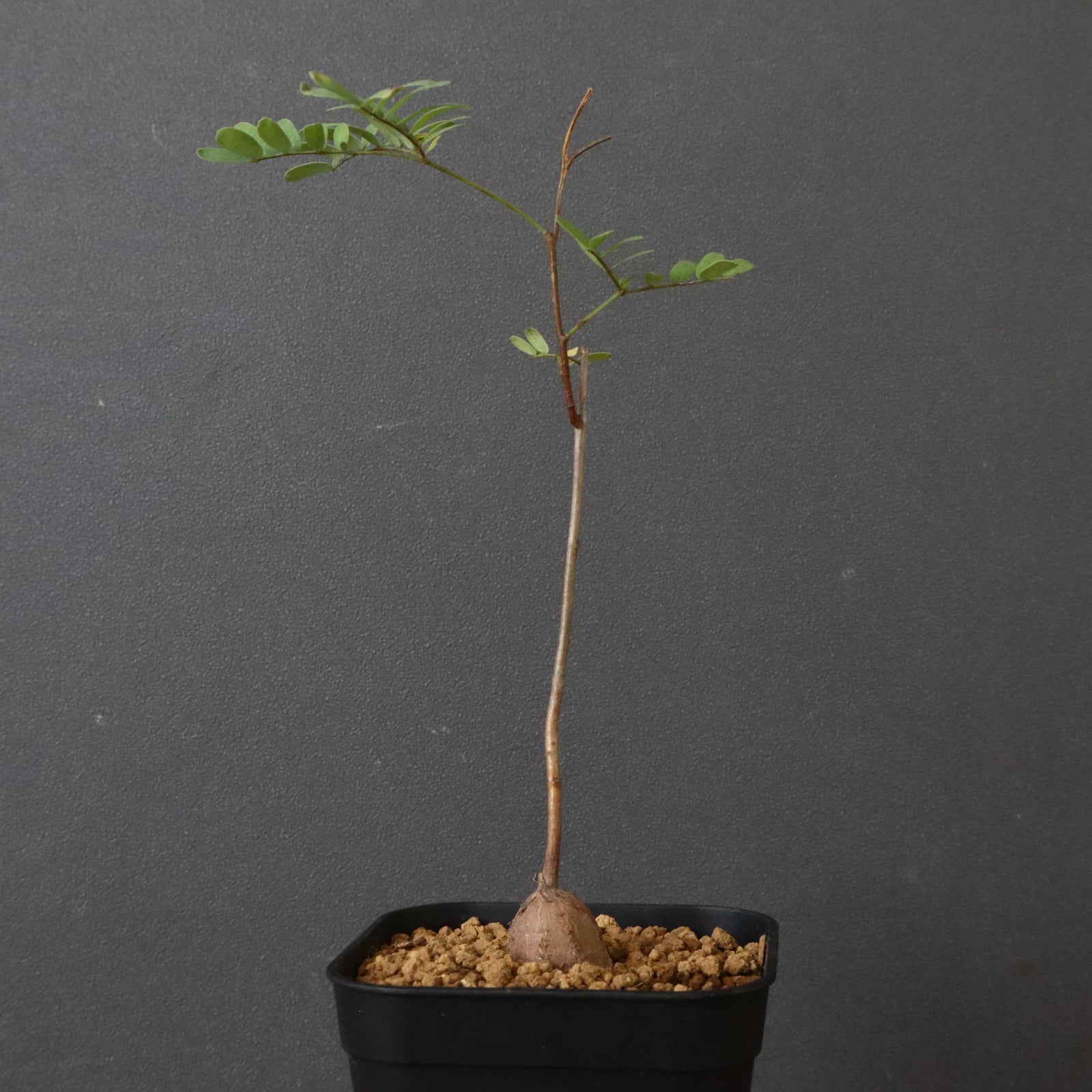 エレファントリザ・プラエテルミサ (実生) 6 – TaiShoDo ONLINE SHOP