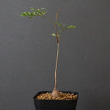 エレファントリザ・プラエテルミサ (実生) 6