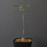 エレファントリザ・プラエテルミサ (実生) 6