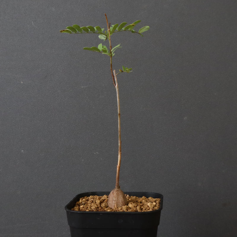 エレファントリザ・プラエテルミサ (実生) 6