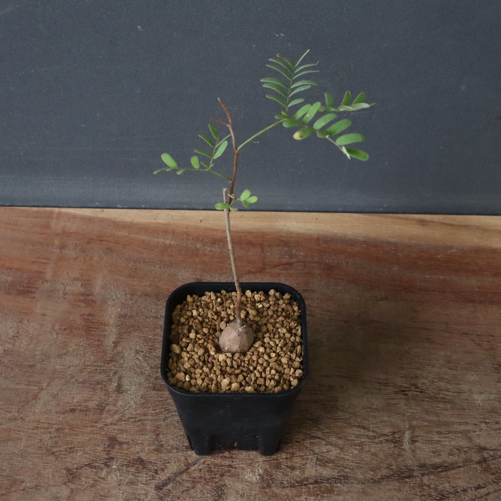 エレファントリザ・プラエテルミサ（実生） エレファントリザ・プラエテルミサ (実生) 6 – TaiShoDo ONLINE SHOP