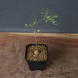 エレファントリザ・プラエテルミサ (実生) 6