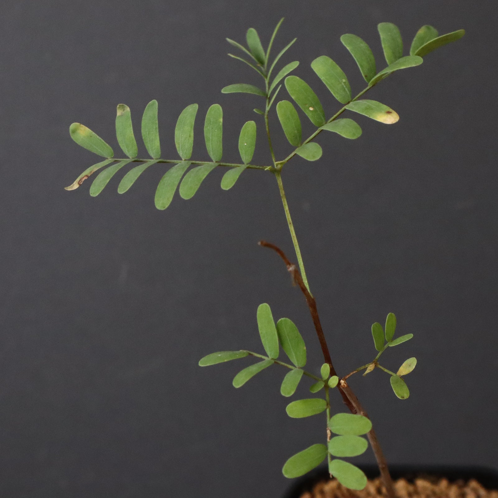 エレファントリザ・プラエテルミサ (実生) 6 – TaiShoDo ONLINE SHOP