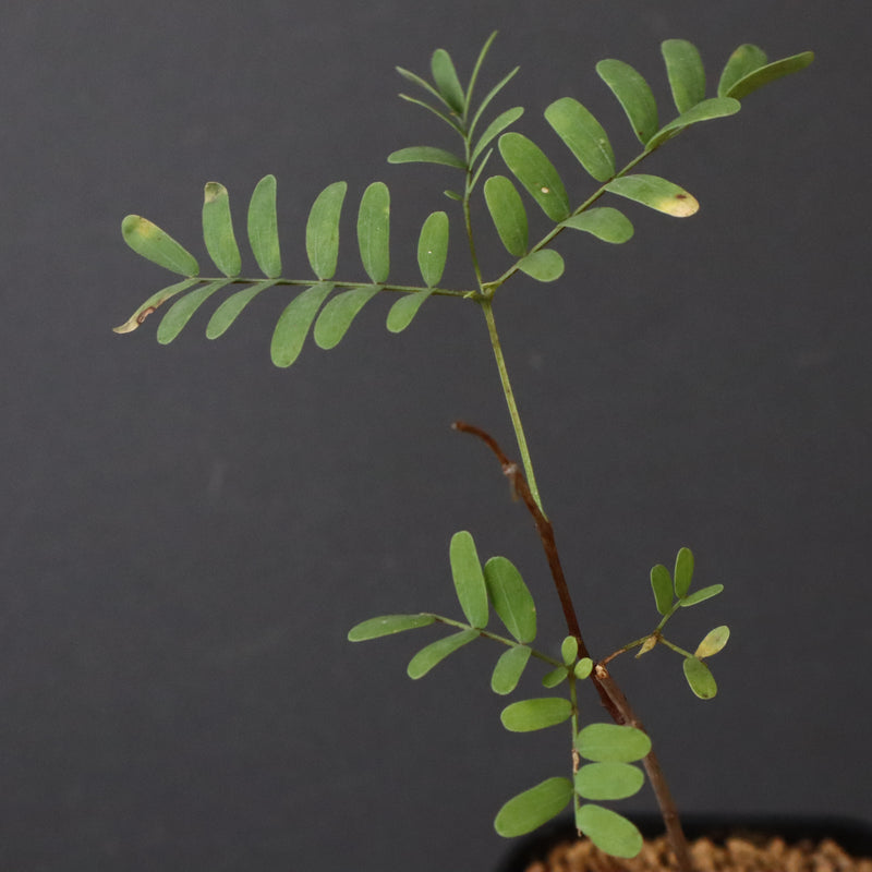 エレファントリザ・プラエテルミサ (実生) 6