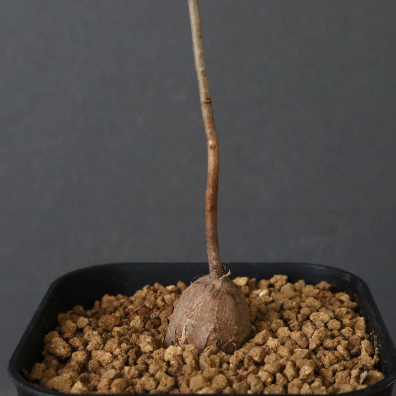 エレファントリザ・プラエテルミサ (実生) 6