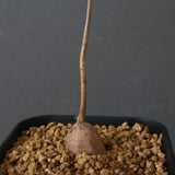 エレファントリザ・プラエテルミサ (実生) 6