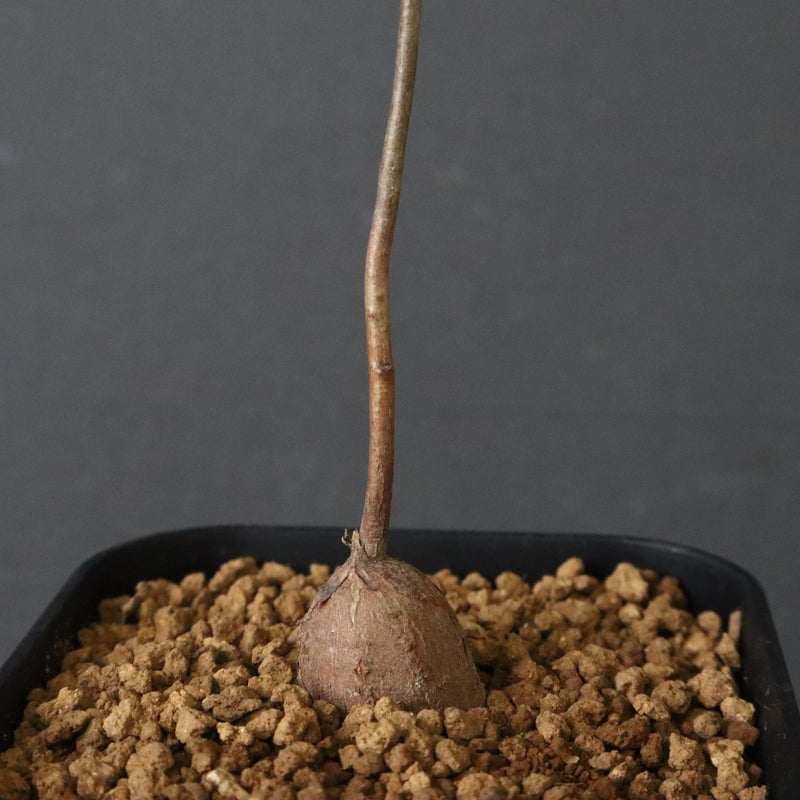 エレファントリザ・プラエテルミサ (実生) 6