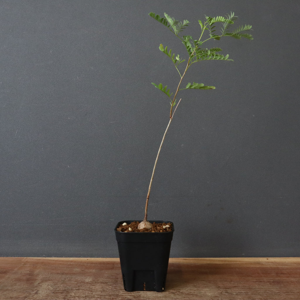 エレファントリザ・プラエテルミサ (実生) 11 – TaiShoDo ONLINE SHOP