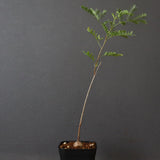 エレファントリザ・プラエテルミサ (実生) 11