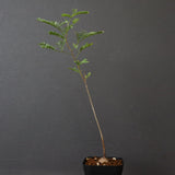 エレファントリザ・プラエテルミサ (実生) 11