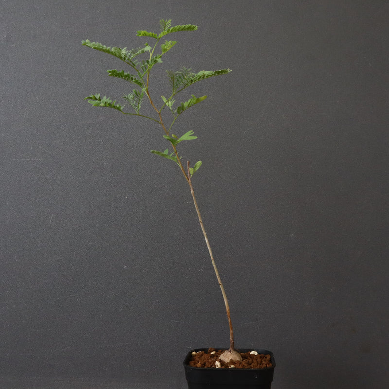 エレファントリザ・プラエテルミサ (実生) 11