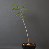 エレファントリザ・プラエテルミサ (実生) 11