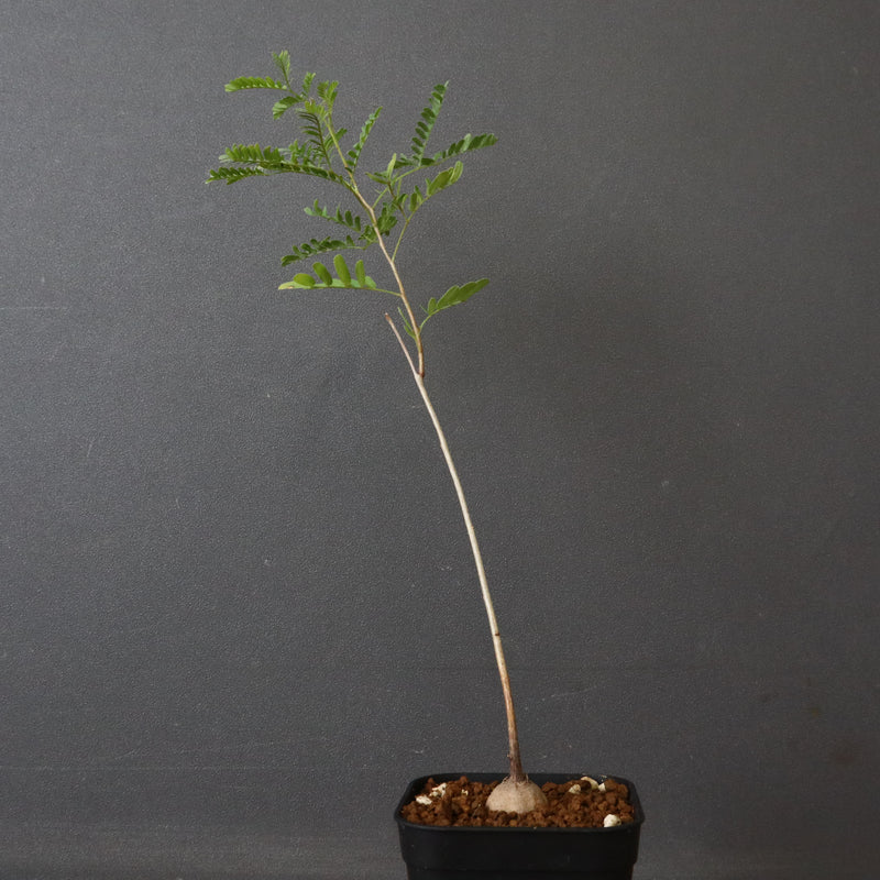 エレファントリザ・プラエテルミサ (実生) 11