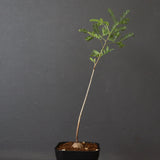 エレファントリザ・プラエテルミサ (実生) 11