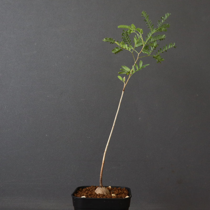 エレファントリザ・プラエテルミサ (実生) 11