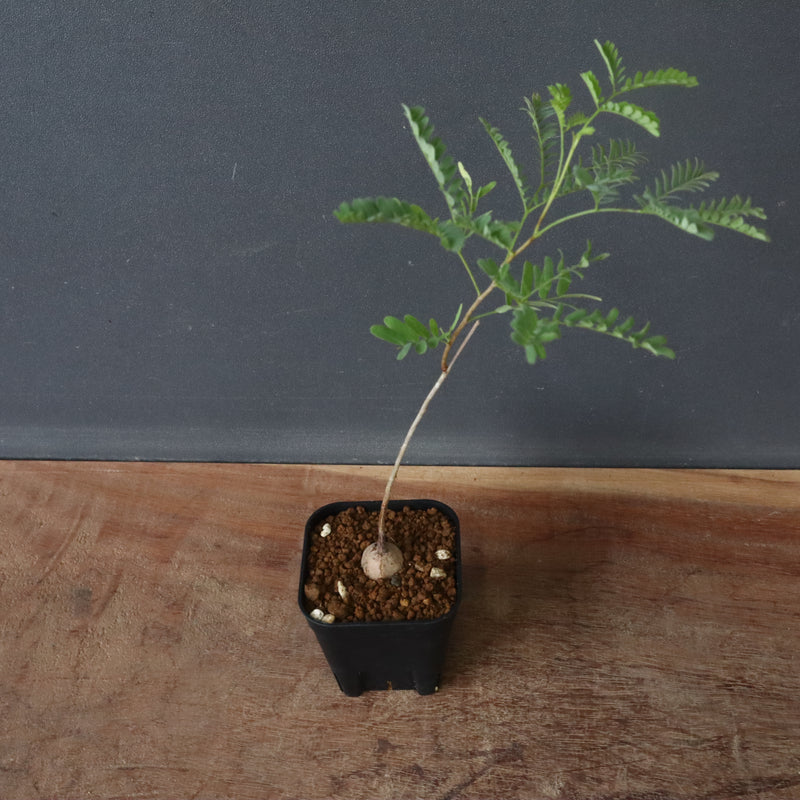 エレファントリザ・プラエテルミサ (実生) 11