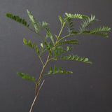 エレファントリザ・プラエテルミサ (実生) 11