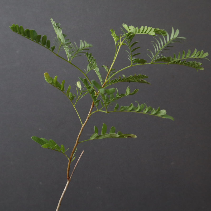 エレファントリザ・プラエテルミサ (実生) 11