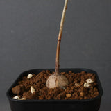 エレファントリザ・プラエテルミサ (実生) 11