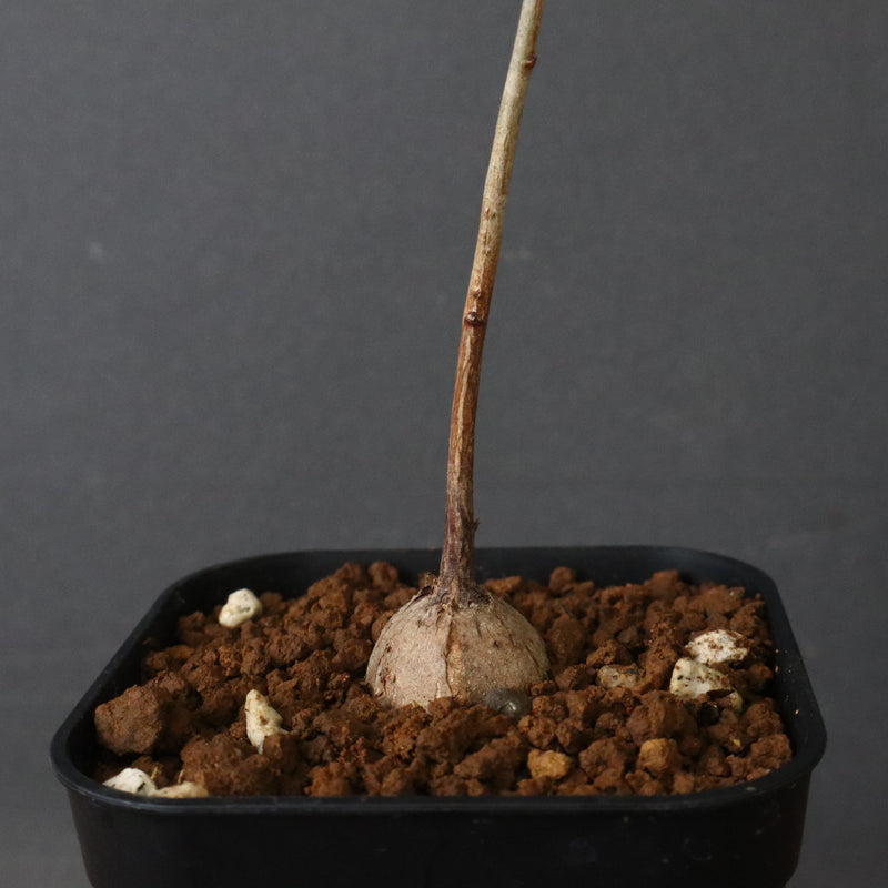 エレファントリザ・プラエテルミサ (実生) 11